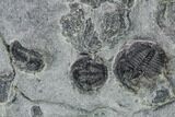 Bolaspidella & Elrathia Trilobite Cluster - Utah #105522-4